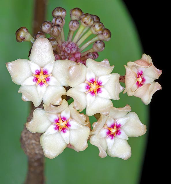 Hoya verticillata est une épiphyte grimpante des forêts de Dipterocarpaceae du sud-est asiatique © Giuseppe Mazza