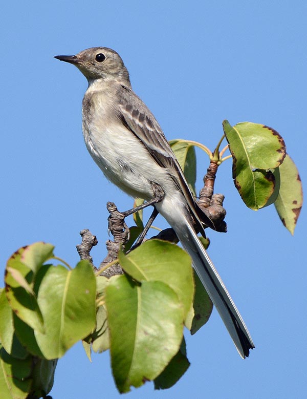 Le juvénile qui est grisâtre, comme les bergeronnettes jaunes, semble être un autre oiseau © Gianfranco Colombo