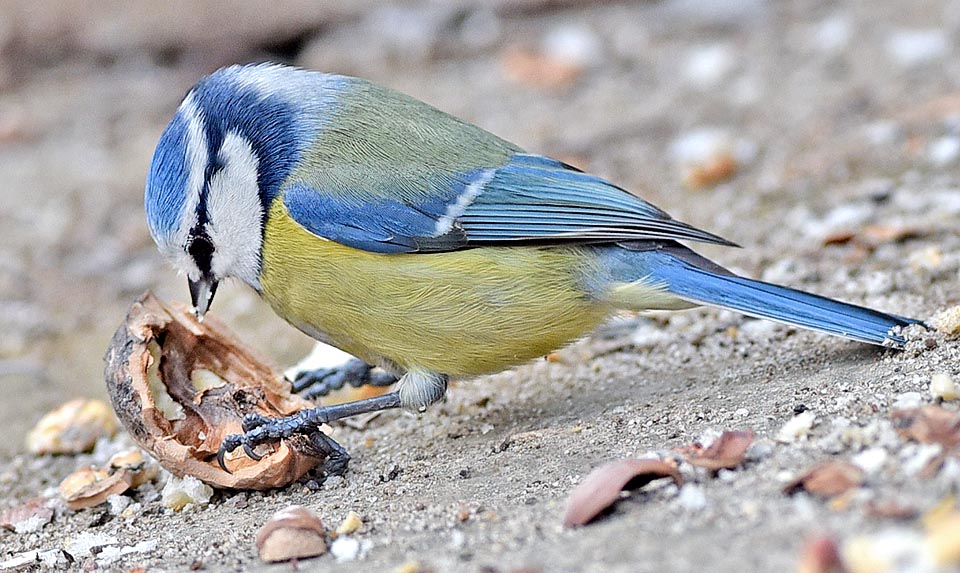 Quand les insectes se font rares les noix peuvent s’avérer des aliments précieux… et puis, comme chacun sait, les noix sont bonnes pour le cerveau