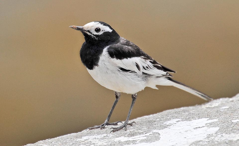 Sono state classificate molte sottospecie basate principalmente sull’estensione della macchia nera. Qui la Motacilla alba alboides © Gianfranco Colombo