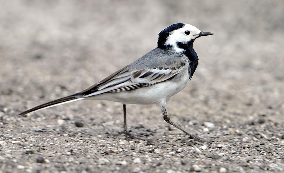 Mâle de Bergeronnette grise paradant. Ne s’arrêtant jamais, sa longue queue toujours en mouvement, Motacilla alba est un oiseau terrestre commun d’Eurasie © Gianfranco Colombo