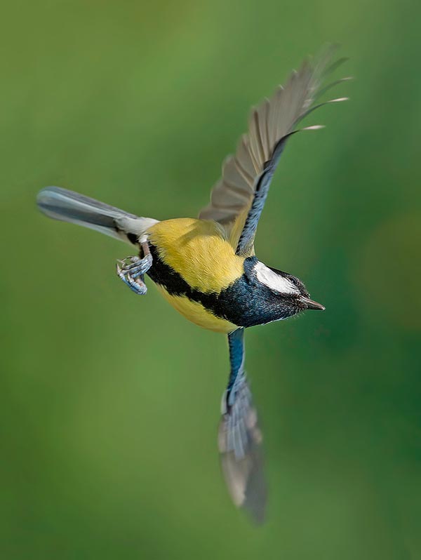 Talkative, colourful, always moving, the great tit (Parus major) never goes unnoticed
