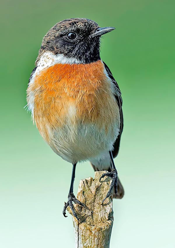 Saxicola torquatus, Common stonechat, Muscicapidae