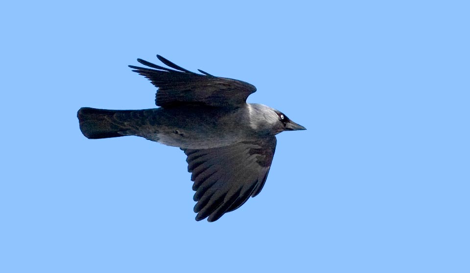 Assiduous nests predator, especially pigeons, like magpie attracted by shiny objects, the jackdaw (Corvus monedula) occupies Eurasia and North Africa © Martin Lofgren