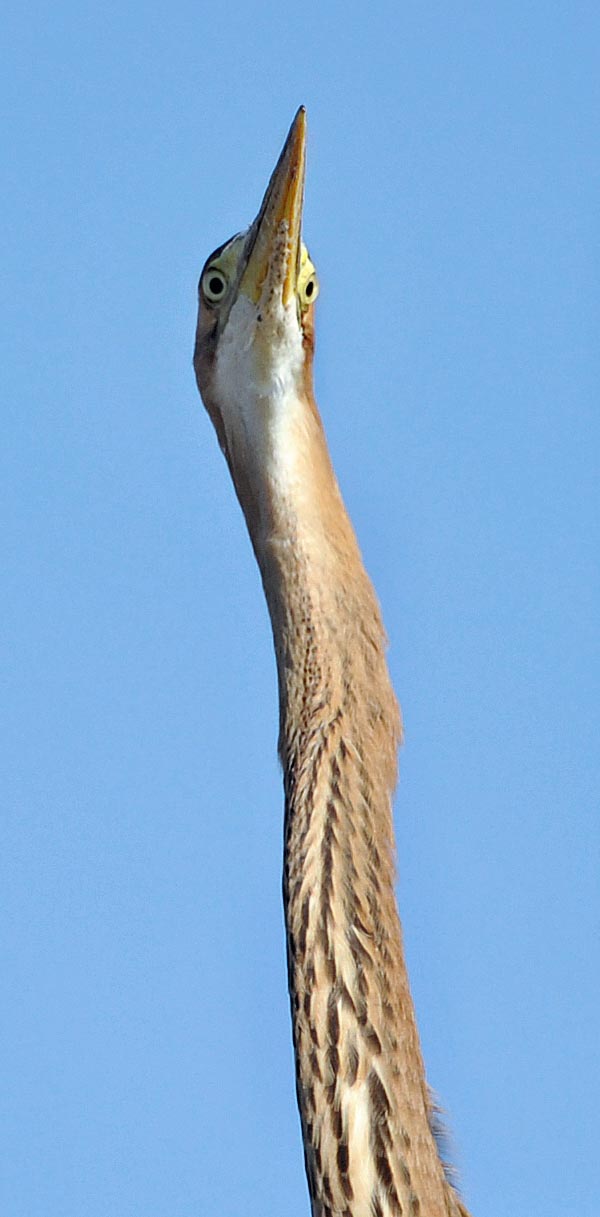 Ardea purpurea, Ardeidae, airone rosso