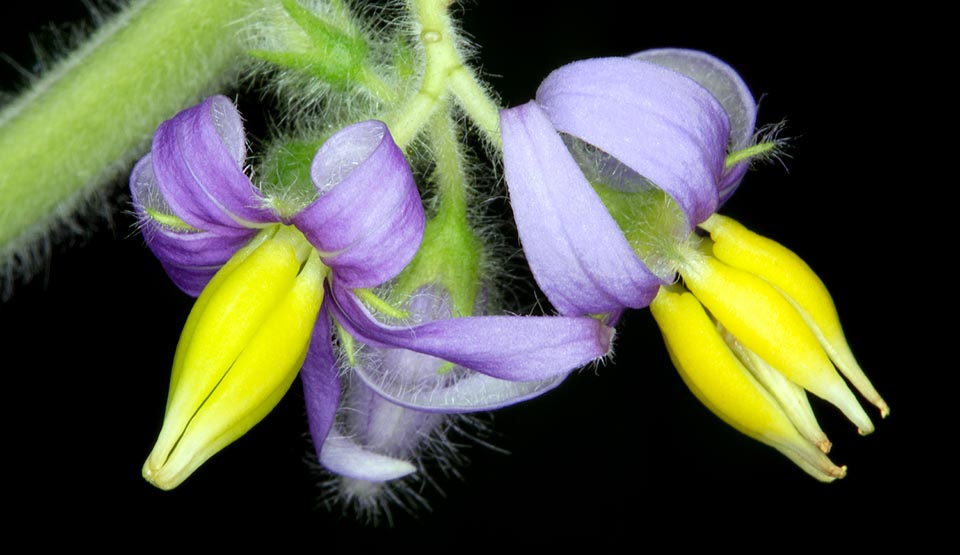 Inflorescencias racemosas con 3-6 flores violáceas y anteras amarillas. Ampliamente cultivada como ornamental, puede naturalizarse y comportarse como invasora © Giuseppe Mazza