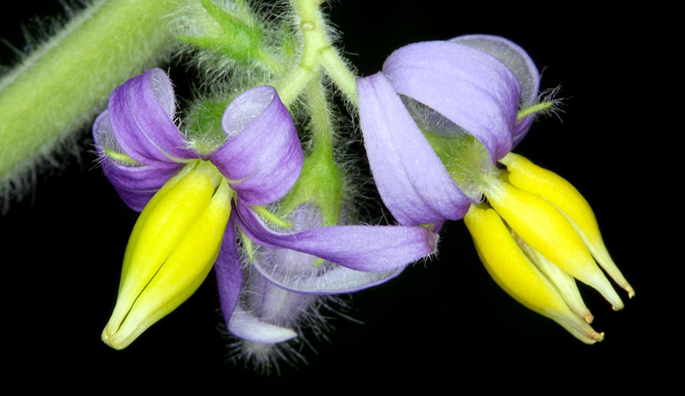 Le infiorescenze racemose laterali con 3-6 fiori violacei e vistose antere gialle. Ampiamente coltivata come ornamentale, può naturalizzarsi e comportarsi da infestante © Giuseppe Mazza