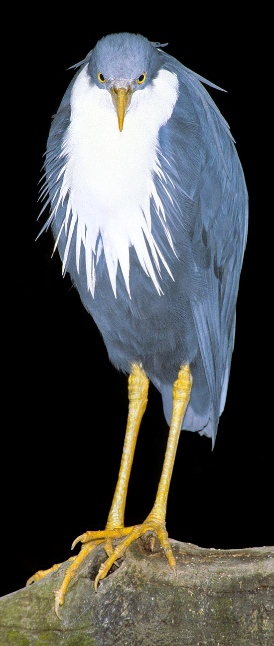 Egretta picata, Ardeidae, Garzetta testa bianca, Airone bianconero