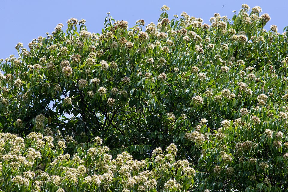 Cultivada en los trópicos por su densa copa, tiene inflorescencias perfumadas, ricas en néctar, pequeños frutos comestibles, buena madera y virtudes medicinales © Giuseppe Mazza