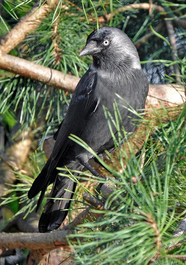 Corvus monedula, Corvidae, Choucas