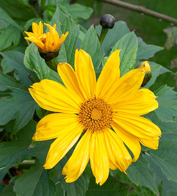 Elegant perfumed capitula, medicinal properties and a repellent oil for the mosquitos © Giuseppe Mazza