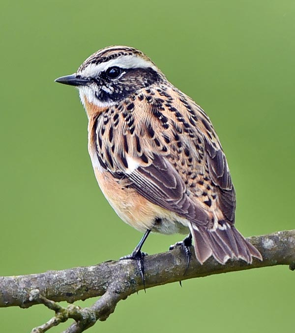 Saxicola rubetra, Muscicapidae, Whinchat