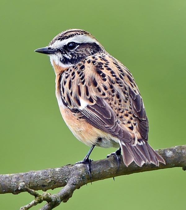 Saxicola rubetra, Muscicapidae, Tarier des prés