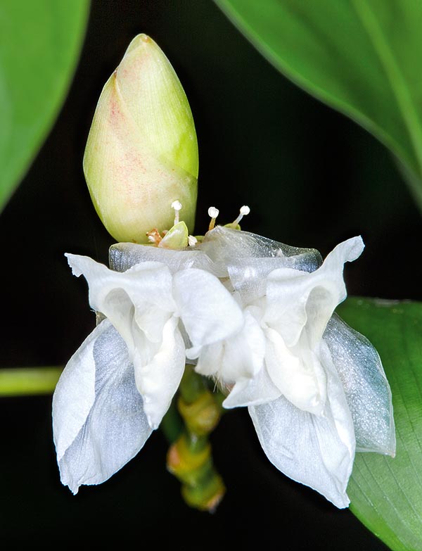 Insoliti fiori ermafroditi a coppia, bianchi o bianco-rosati. Frutti commestibili © Giuseppe Mazza