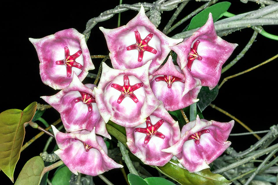 Originaire de Papouasie-Nouvelle-Guinée, Hoya archboldiana est une grimpante sempervirente aux tiges pouvant atteindre plusieurs mètres de longueur. Les feuilles, plus ou moins succulentes, sont d’abord brun rougeâtre puis vert foncé. Les inflorescences retombantes, en ombelle, peuvent mesurer 20 cm de diamètre © G. Mazza