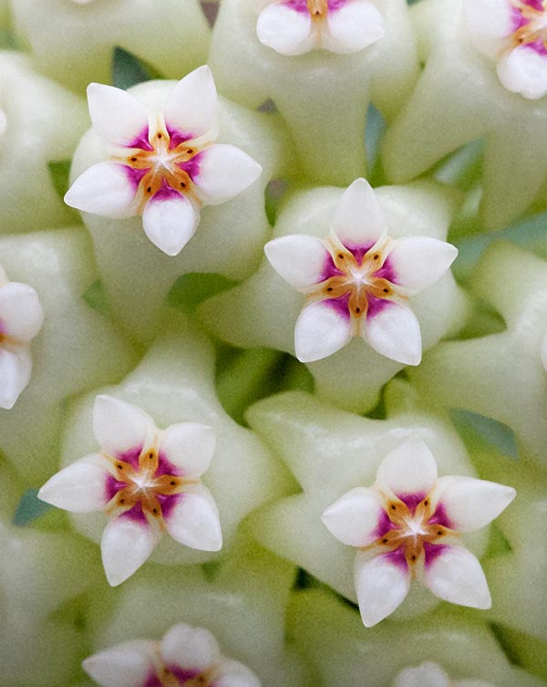 Las elegantes flores, perfumadas, miden alrededor de 1 cm de diámetro y duran 4 o 5 días © G. Mazza