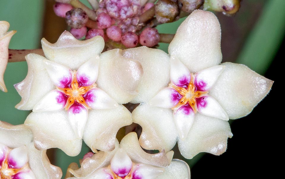 Inflorescence en ombelle comptant jusqu’à plus de 70 fleurs, très parfumées, de 1,2-1,8 cm de diamètre qui durent environ 5 jours. Culture facile © Giuseppe Mazza