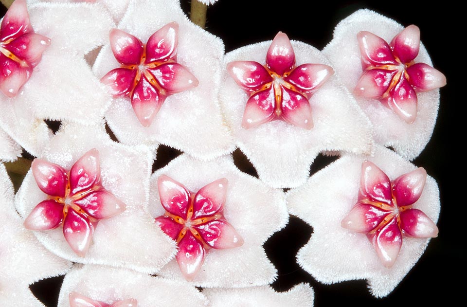 Las corolas perfumadas, de alrededor de 1,5 cm de diámetro, duran dos semanas, reunidas en inflorescencias en umbela que portan incuso más de 25 flores © G. Mazza