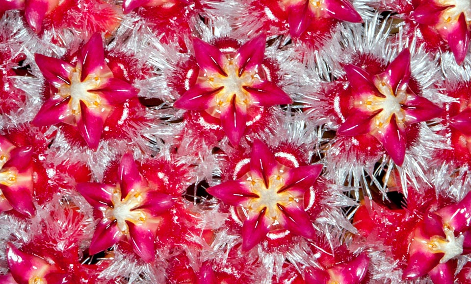 Inflorescences en ombelles, de 8-10 cm de diamètre, aux corolles voyantes rouges, parfumées, hérissées de poils blancs translucides caractéristiques © Giuseppe Mazza