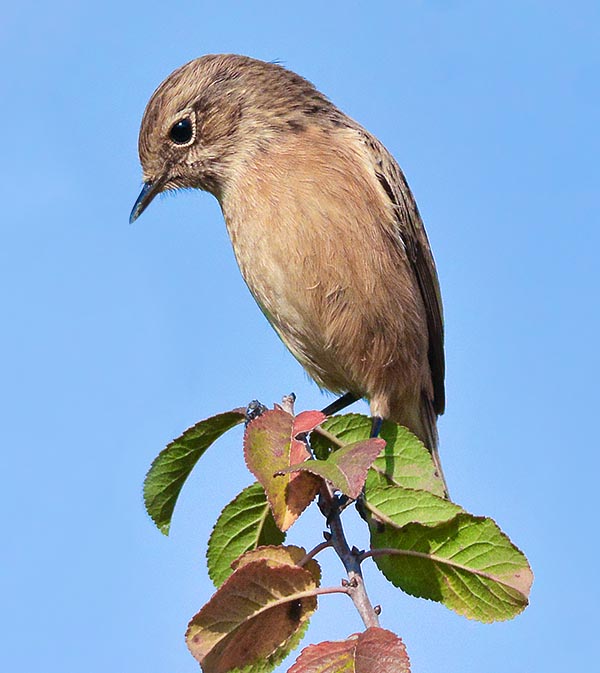 Saxicola torquatus, Tarier pâtre, Muscicapidae