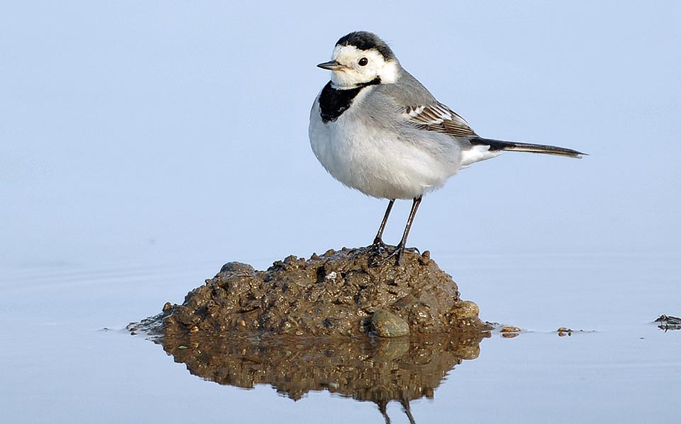 Ses couleurs de base sont le blanc et le noir, livrée élégante et cryptique pour un petit oiseau qui s'adapte remarquablement à différents milieux © Gianfranco Colombo