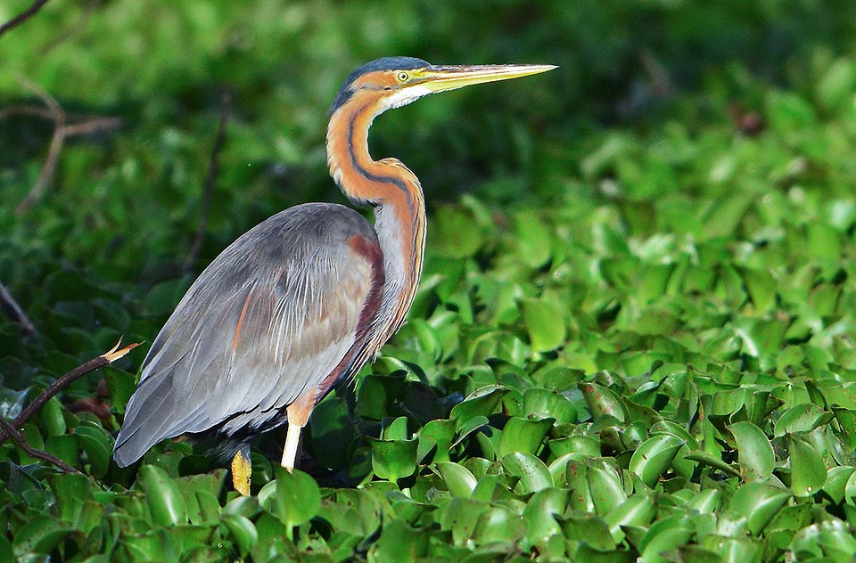 It is strictly linked to the humid habitat with slow flowing and swampy fresh waters, densely covered by vegetation © Gianfranco Colombo