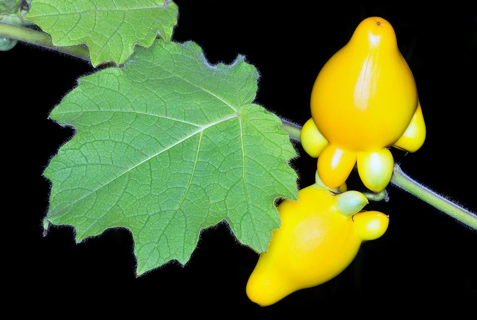 El fruto, muy decorativo y usado en composiciones florales, es una baya venenosa piriforme de hasta 10 cm de largo con entre 1 y 5 protuberancias aovadas en su base. Inicialmente verde claro, pasa a amarillo brillante al madurar y después a amarillo anaranjado. Insecticida con virtudes medicinales, aturde a los peces para pescarlos © Giuseppe Mazza