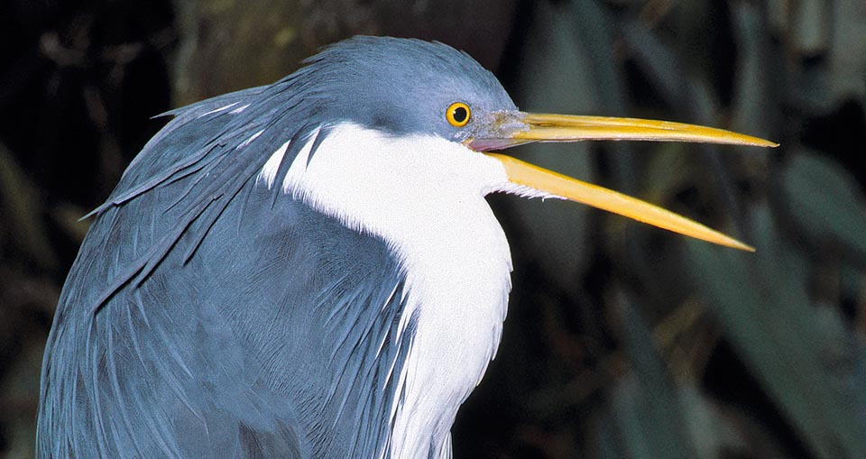 Egretta picata, Ardeidae, Pied egret, Pied heron