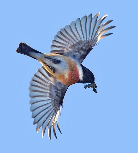 Saxicola torquatus, Tarier pâtre, Muscicapidae