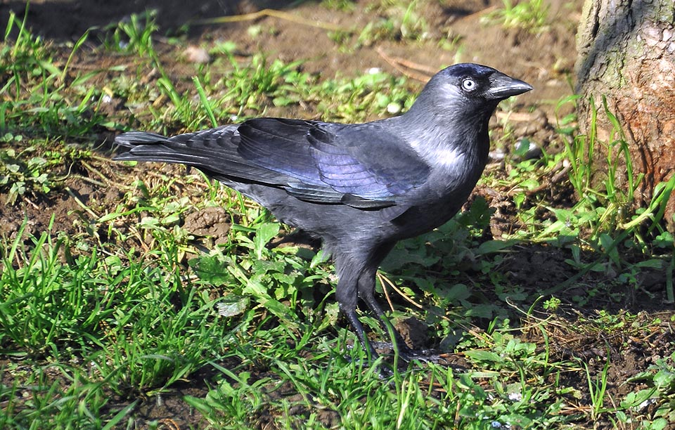 Smaller than a pigeon, 35 cm long and 250 g of weight, the jackdaw keeps however in the behaviour and colours the typical gritty posture of the big corvids © G. Colombo