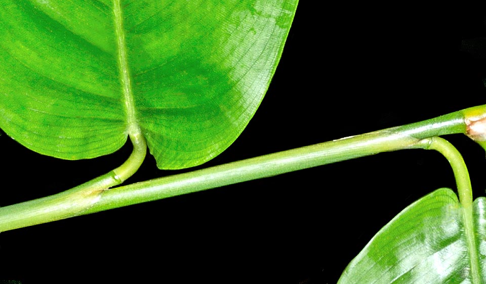 Les feuilles, atteignant 25 cm de longeur, les fruits et les racines sont utilisés en médecine traditionnelle. A noter la zone de clivage à la base du pétiole. Lorsque la feuille est sèche elle tombe à ce point. Ceci est un fait assez rare dans la famille des Marantaceae et un élément important dans l'identification de certains genres et espèces © Giuseppe Mazza