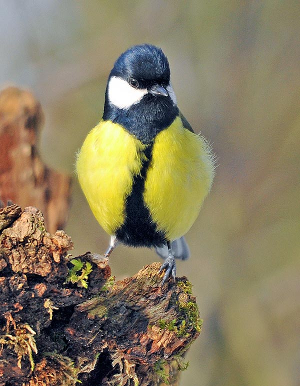 With the no less smart blue tit, having discovered years ago in England that piercing with the bill the foil caps of the milk bottles, left on the house door steps, there was some good cream to suck ... and soon all other tits had learnt to do the same with even, in some quarters, the 80% of holed caps 