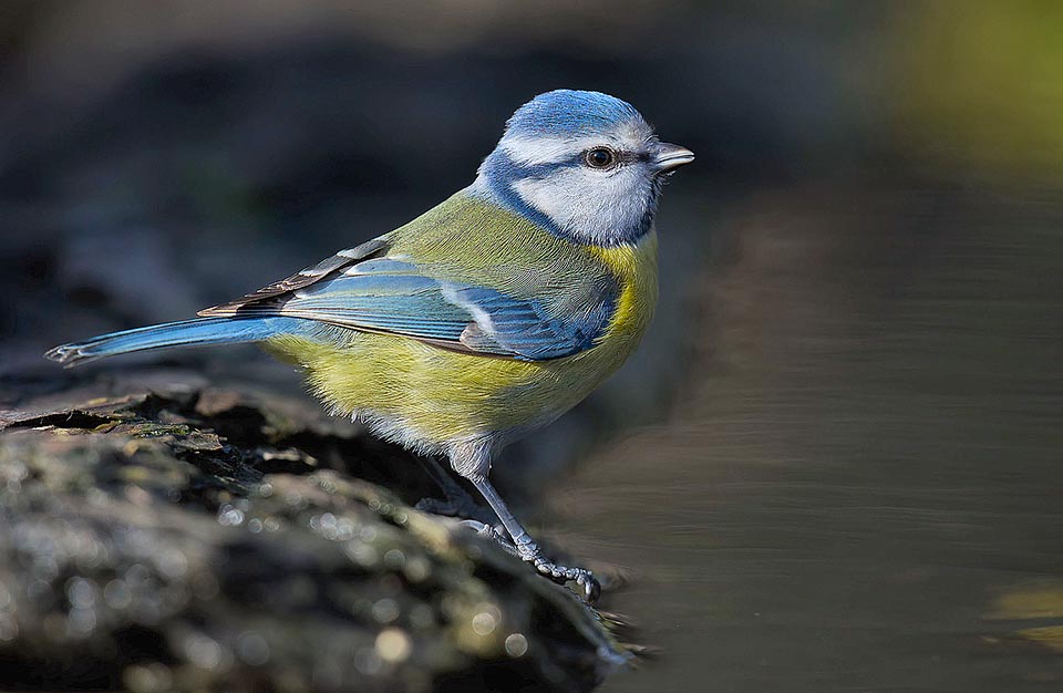 It has been the first to discover how to eat the milk cream emerging from the bottles left every morning on the doorstep by the English milkman, breaking the foil seal and pecking the contents. And it is always the first to discover and signal the perches placed in the gardens with the food for the birds 