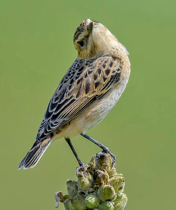 Saxicola rubetra, Muscicapidae, Tarier des prés