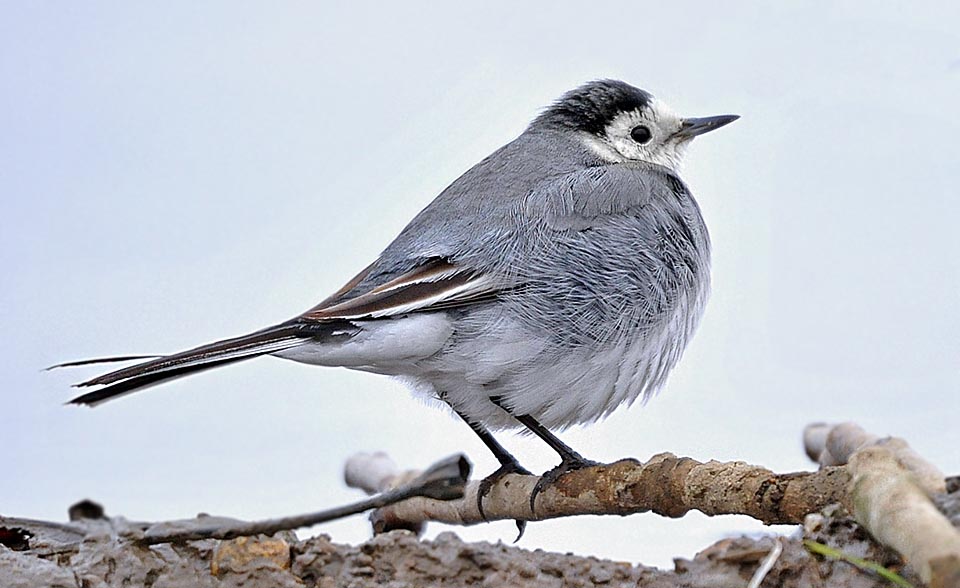 It can live in the freezing weather of Bering Strait, in a fiery desert, in the commotion of a city or in high mountain barren lands © Gianfranco Colombo