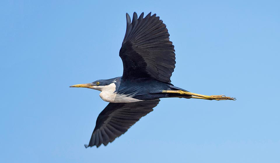 Egretta picata, Ardeidae, Aigrette pie