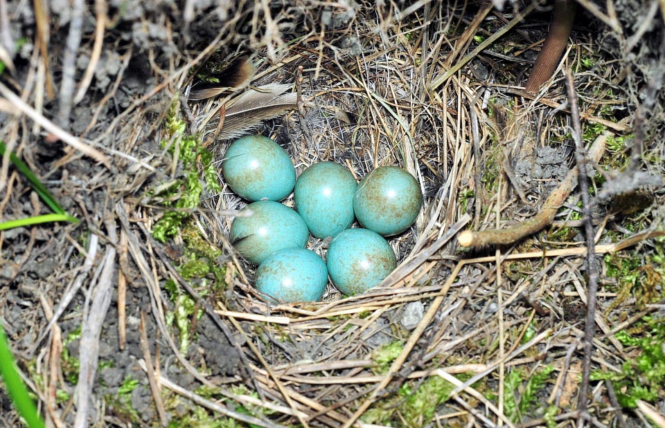 Saxicola torquatus, Tarier pâtre, Muscicapidae