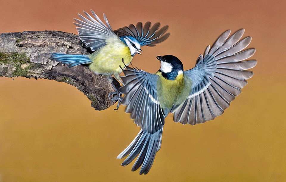 C’est la première à coloniser les nids boîtes dans les jardins, attaquant ses concurrentes, ici avec une mésange bleue pas moins intelligente mais de taille inférieure 