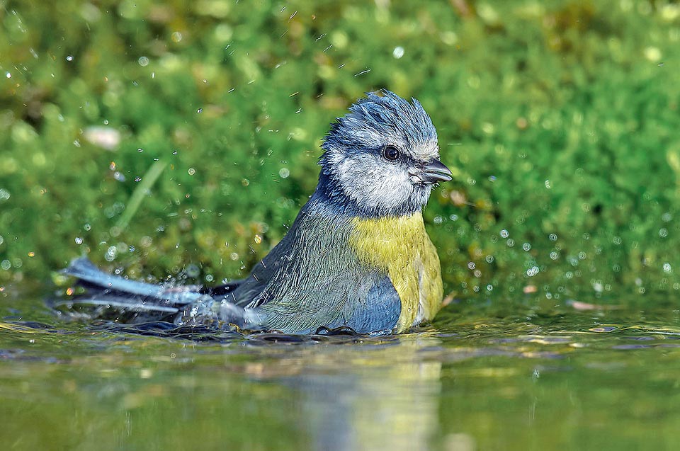 La voici au bain, toujours vigilante. Elle dispose d’un vaste répertoire vocal avec des sons pour chaque occasion : signaler un prédateur, rappel de contact, découverte de nourriture ou annoncer à tous l'entrée sur son territoire de chasse d'un rouge-gorge ou d'un rouge-queue, qui ne sont pas de véritables agresseurs mais bien des intrus 