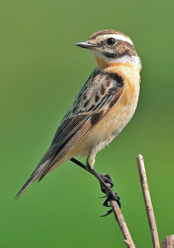 Saxicola rubetra, Muscicapidae, Tarier des prés