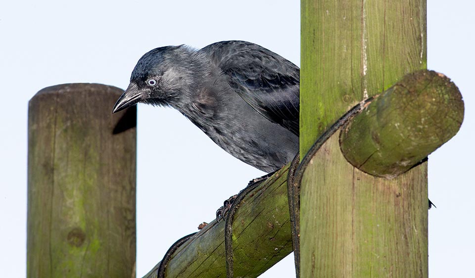 This subadult has already learnt to exploit the man and surveys carefully, ready to intervene, the tables of a restaurant in a Dutch zoo © Giuseppe Mazza