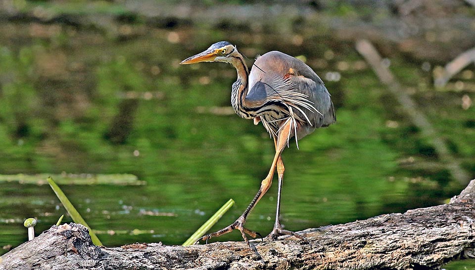 Ardea purpurea, Ardeidae, Héron pourpré