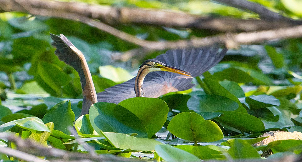 Ardea purpurea, Ardeidae, airone rosso