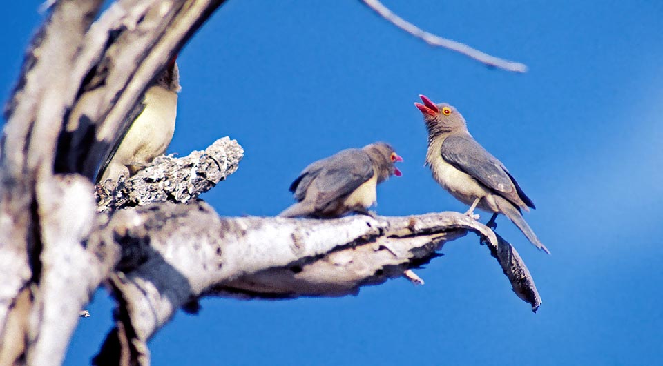 Buphagus erythrorhynchus, Buphagidae