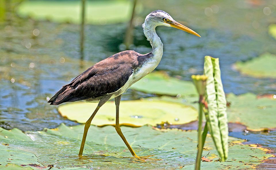 Egretta picata, Ardeidae, Pied egret, Pied heron