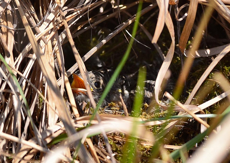 Saxicola torquatus, Tarier pâtre, Muscicapidae