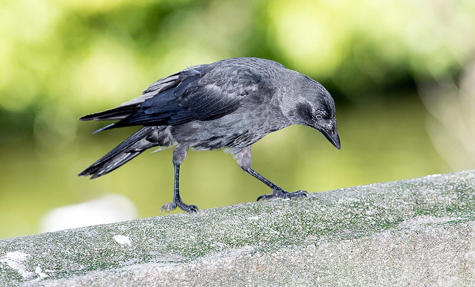 The jackdaw is omnivorous: carrions, nestlings, rodents, reptilians, amphibians, snails, seeds, wild berries, grown fruits and human foodstuffs © Giuseppe Mazza