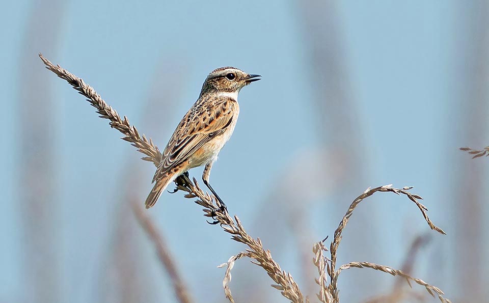 Saxicola rubetra, Muscicapidae, stiaccino