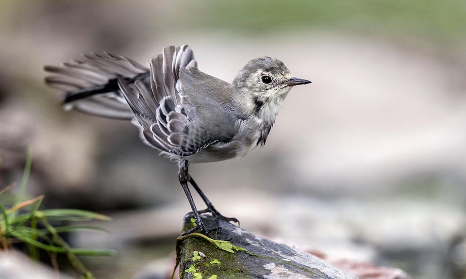 In continental and Mediterranean Europe it's generally sedentary with winter overlapping by the migratory influx of eastern and northern populations © Antino Cervigni