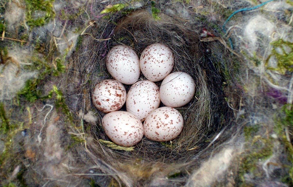 Any hole is good for the soft cup shaped nest of Parus major, filled with a high quantity of moss, hairs, wool, locks and feathers. Even if much predated by sparrowhawk, squirrels, wesels and great spotted woodpecker, it is not endangered due to the great prolificacy with two depositions per year with 7-15 eggs brooded by the female © Museo Civico di Lentate su Seveso